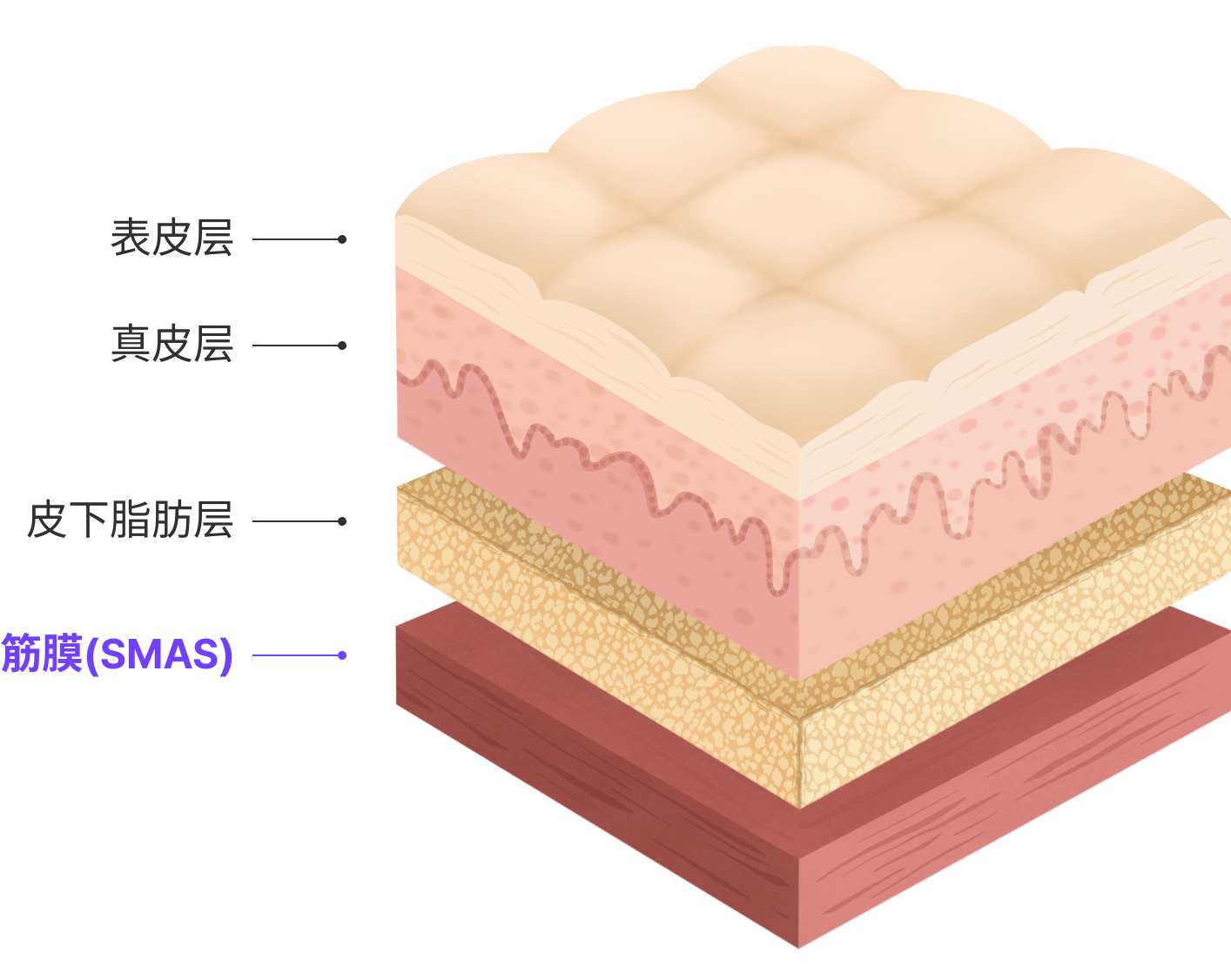 スマス層 : 筋膜(SMAS)、 皮下脂肪層, 真皮層, 表皮層