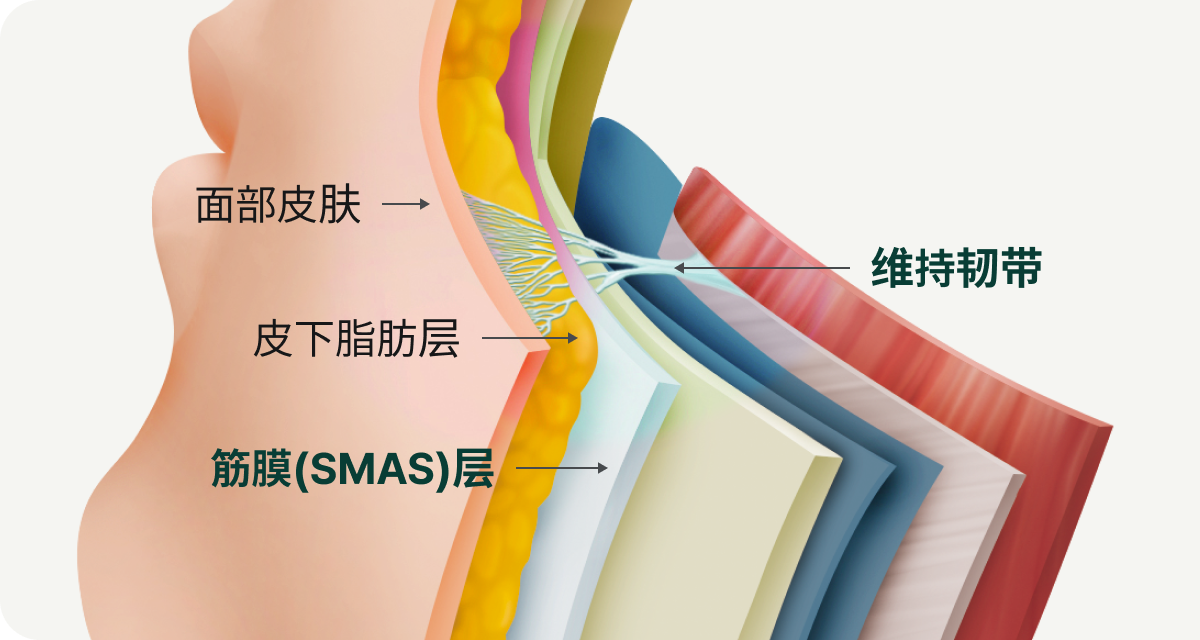 顔の皮膚、皮下脂肪層、筋膜（SMAS）層を繋げる支持靭帯