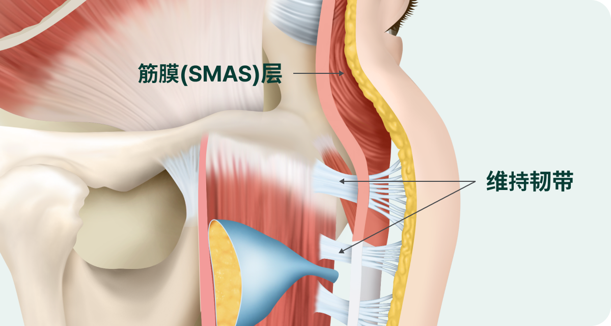 顔の皮膚、皮下脂肪層、筋膜（SMAS）層を繋げる支持靭帯