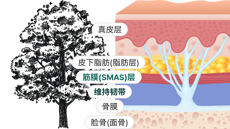 真皮層、皮下脂肪（脂肪層）、筋膜(SAMS)、支持靭帯、骨膜、顔面骨（顔の骨）